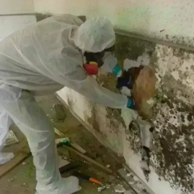 Mold Remediation and Removal in DeKalb County, AL